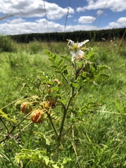 Solanum sisymbriifolium