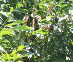 Alouatta guariba