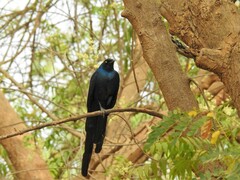 Lamprotornis caudatus