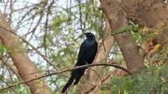 Lamprotornis caudatus
