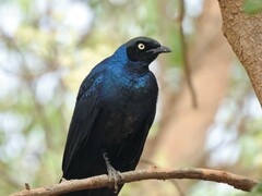 Lamprotornis caudatus