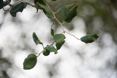 Malpighia emarginata