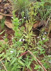 Conostomium natalense