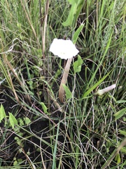 Convolvulus farinosus