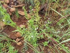 Conostomium natalense