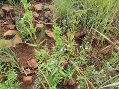 Conostomium natalense