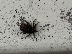 Ceutorhynchus pallidactylus