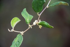 Malpighia emarginata