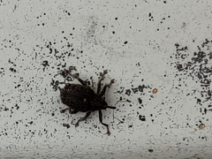 Ceutorhynchus pallidactylus