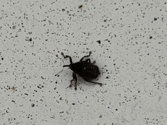 Ceutorhynchus pallidactylus