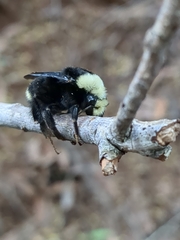 Bombus vosnesenskii