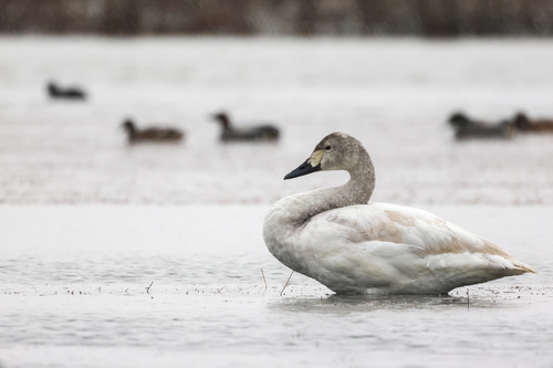 Tundra Swan, photo 9 of 10