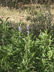 Lupinus diffusus