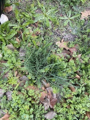 Tulbaghia