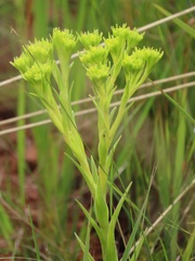 Crassula vaginata