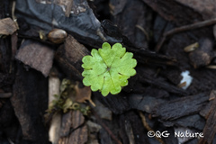 Hydrocotyle sibthorpioides