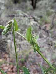 Lathyrus vestitus