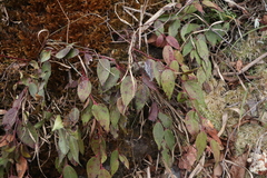 Gaultheria leucocarpa