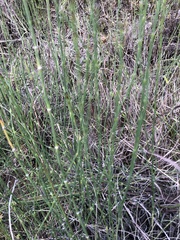 Equisetum ramosissimum