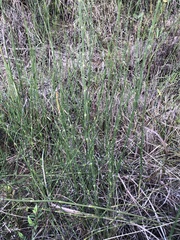 Equisetum ramosissimum