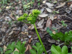 Tauschia hartwegii