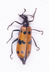 Mylabris calida