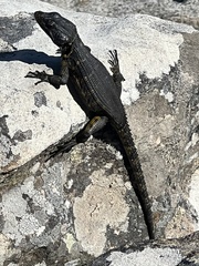 Pseudocordylus microlepidotus microlepidotus