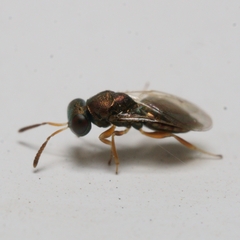Pteromalidae