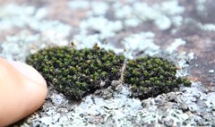 Ptychomitrium crispatum