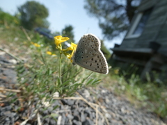 Polyommatus hispana