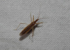 Nabis capsiformis