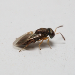 Pteromalidae