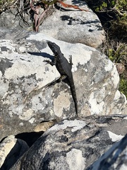 Pseudocordylus microlepidotus microlepidotus
