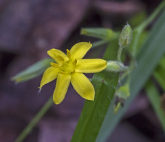 Hypoxis hirsuta