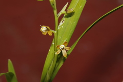 Prosthechea ochracea