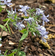 Phlox divaricata