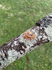 Lecanora cinereofusca