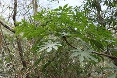 Fatsia polycarpa