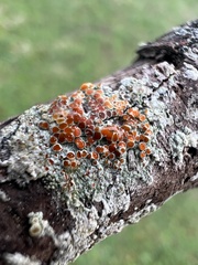 Lecanora cinereofusca