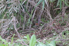 Sinosuthora alphonsiana