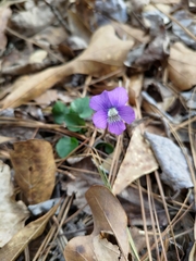 Viola sororia