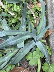 Eryngium yuccifolium