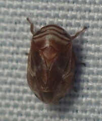 Clastoptera obtusa