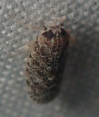 Synecdoche grisea