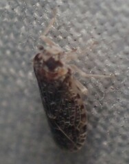 Synecdoche grisea