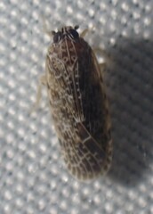 Synecdoche grisea