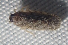 Synecdoche grisea