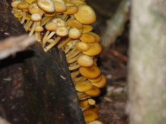 Tricholomopsis aurea