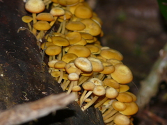 Tricholomopsis aurea