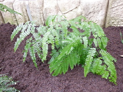 Adiantum polyphyllum